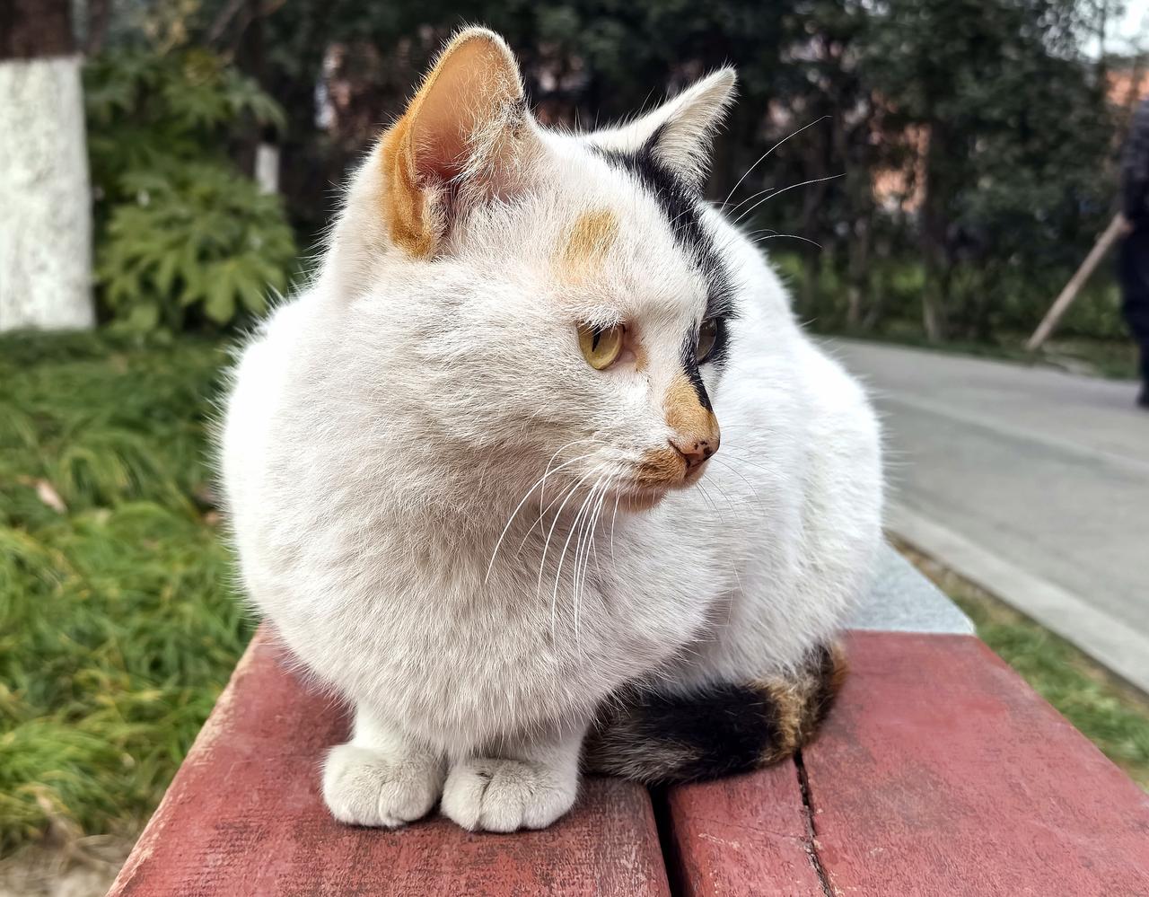 公园里的流浪猫