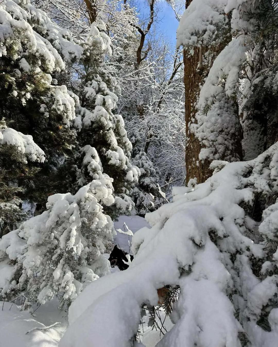 岁月深长 大雪节至 万物有期 明亮相逢🎄
.