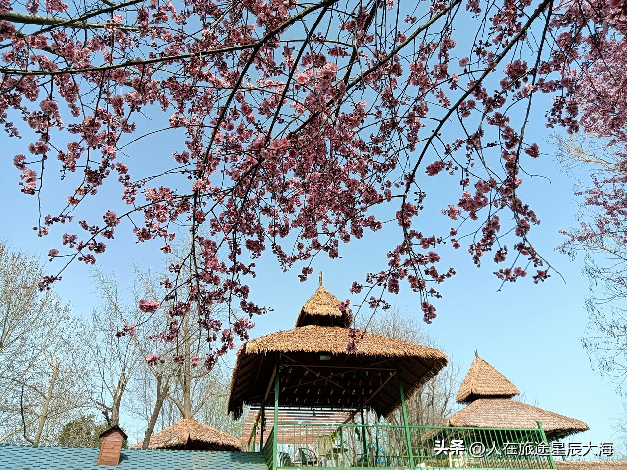 春到植物园，欣赏花季的流光溢彩！今天下午我到南三环边上的西安植物园看花去了，公园