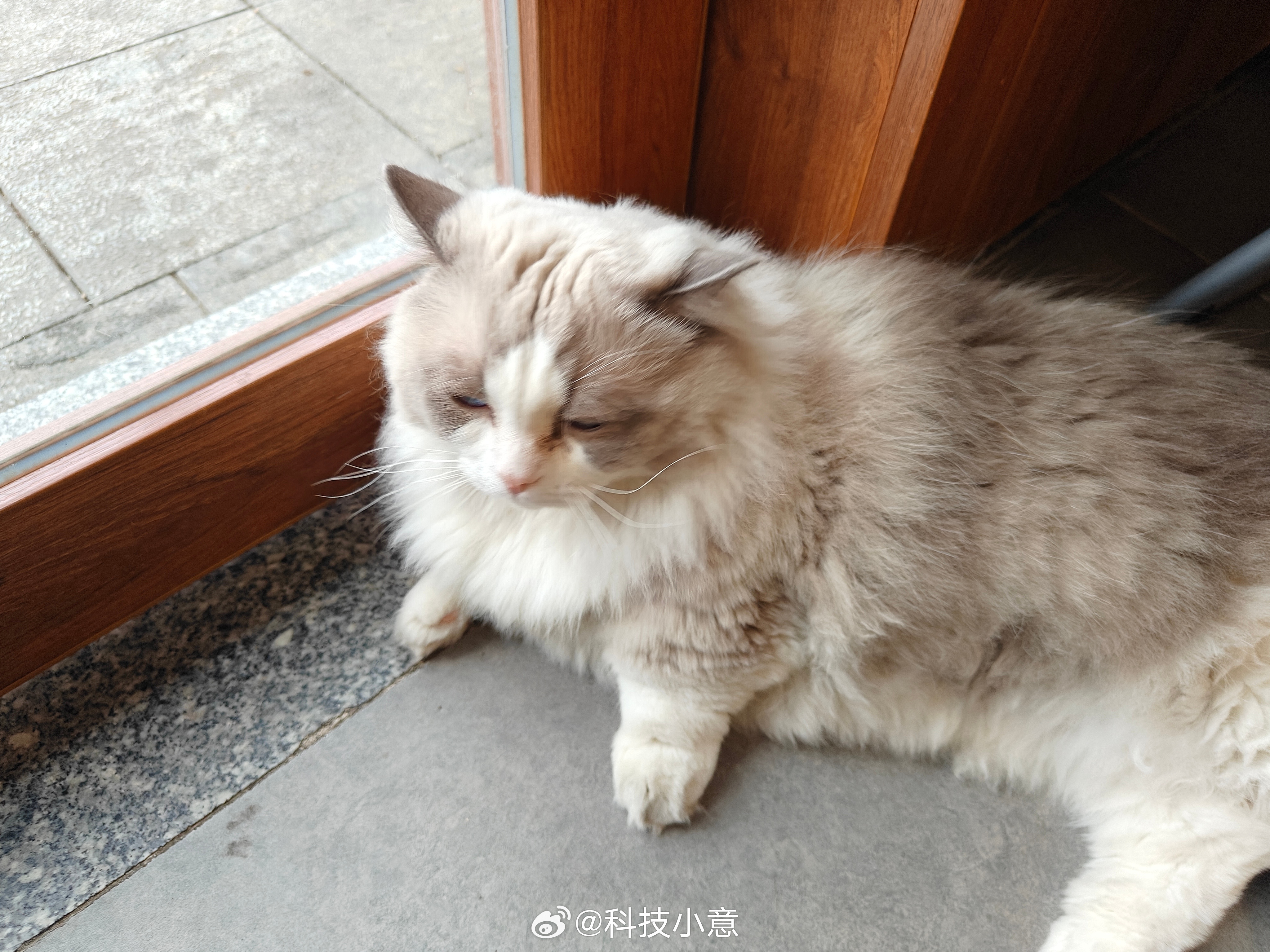 生活手记 超可爱的矮脚布偶！