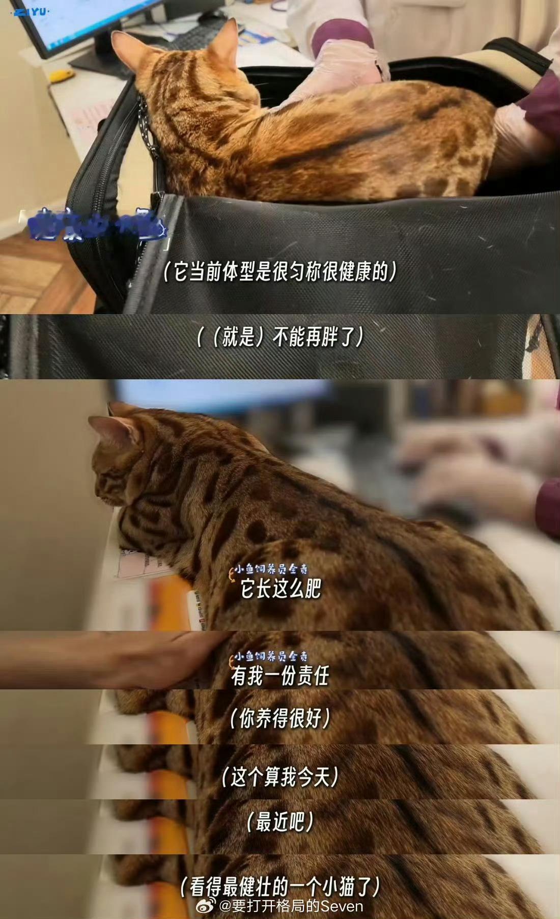 梓渝带大鱼绝育 | 梓渝妮维雅亚太区品牌代言人 跟着梓渝科学养猫，绝育可以避免很