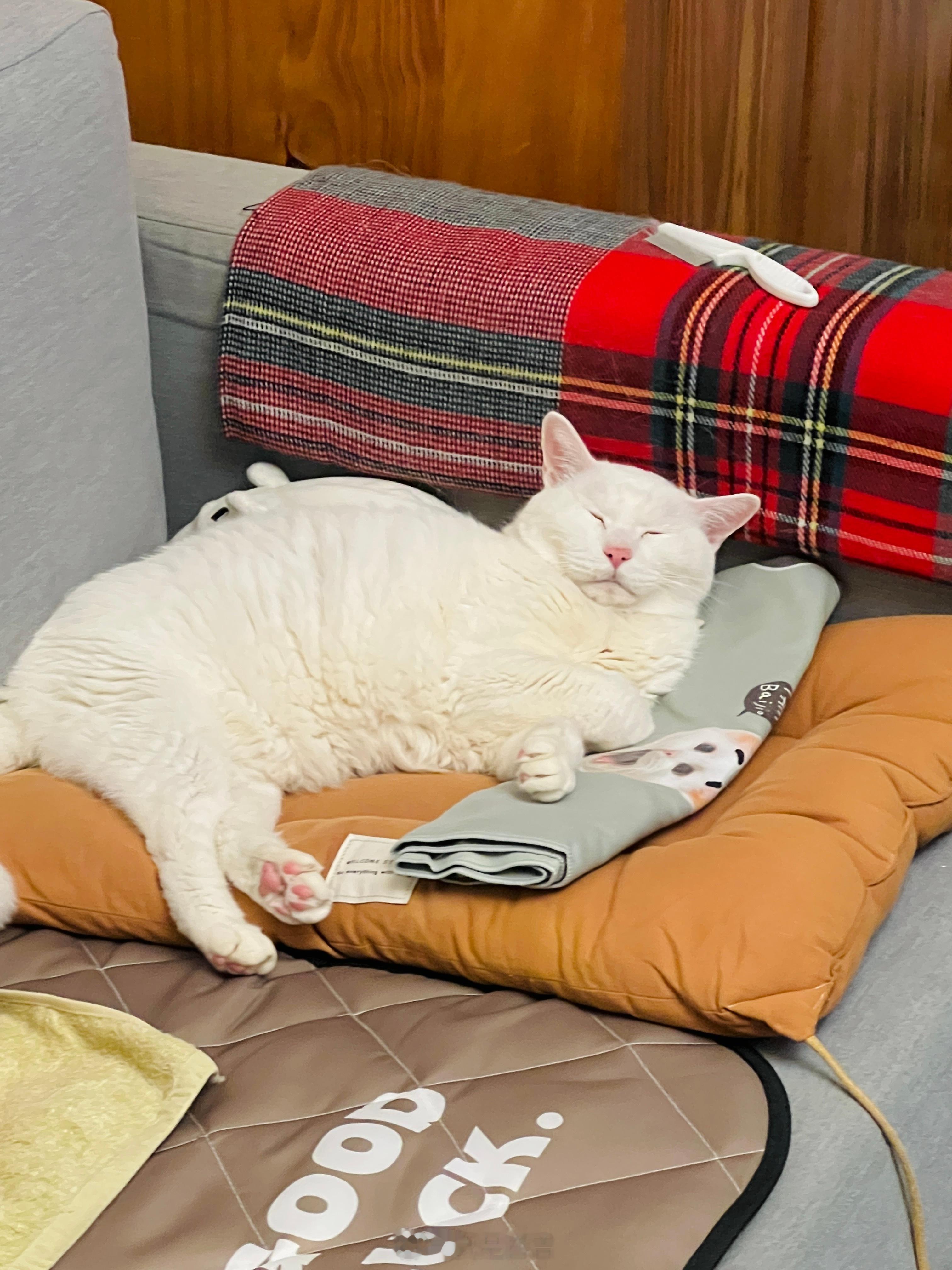 只好啵下去惹～ ​​​