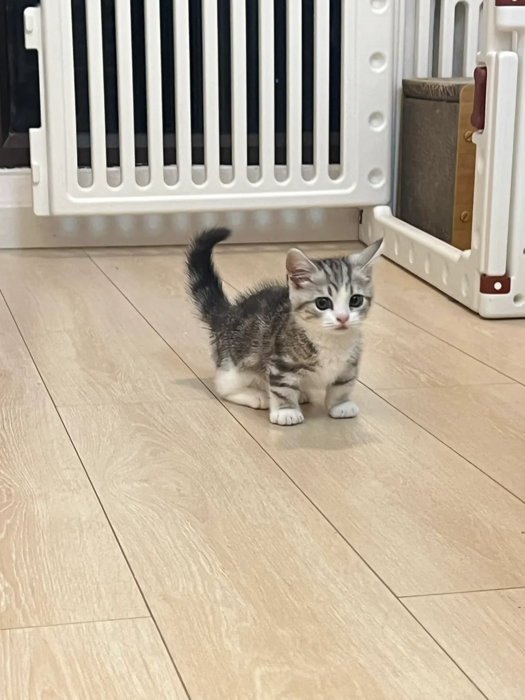 🇭🇰HK高質貓💛美短曼基BB搵實力家長～