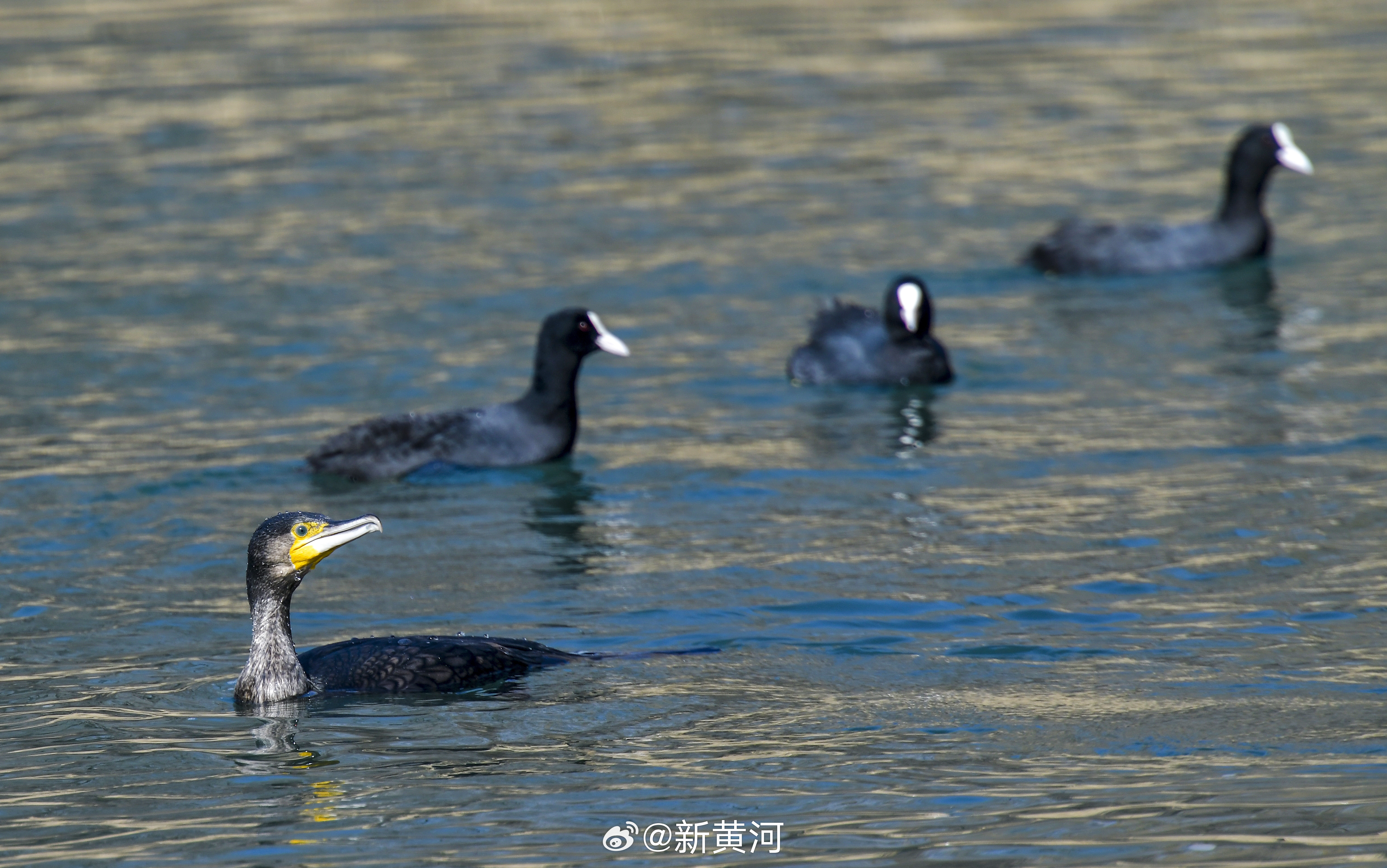 【一道亮丽的风景线#十余种鸟儿栖息大明湖鸟岛#】 2月14日，在大明湖超然楼东侧