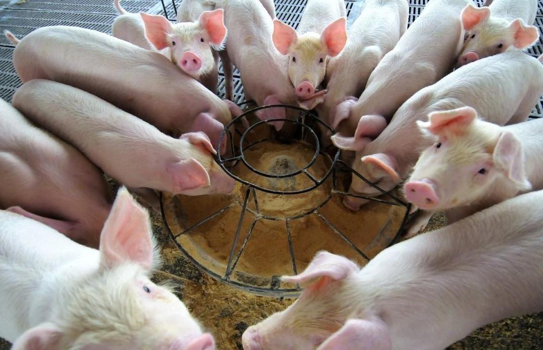 猪肉跌到“白菜价”，为何国家突然出手了？内情远比想象中的复杂

麻烦看官老爷们右