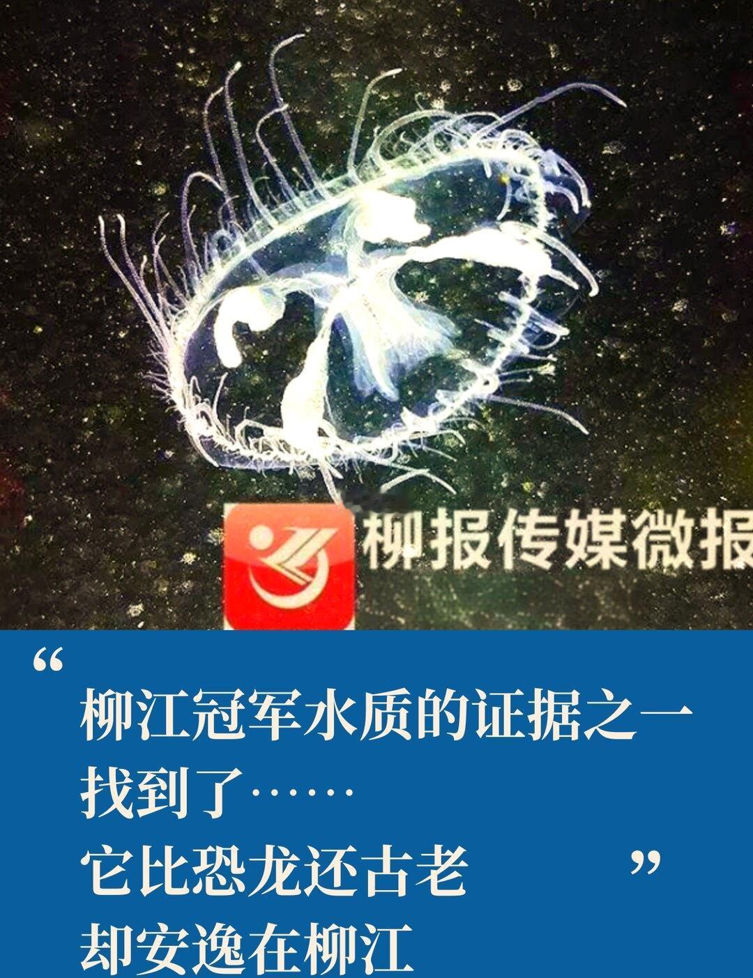 柳州“冠军水”的证据？5.5亿年的它不说谎
柳江，水质连续六年全国第一。
这个结