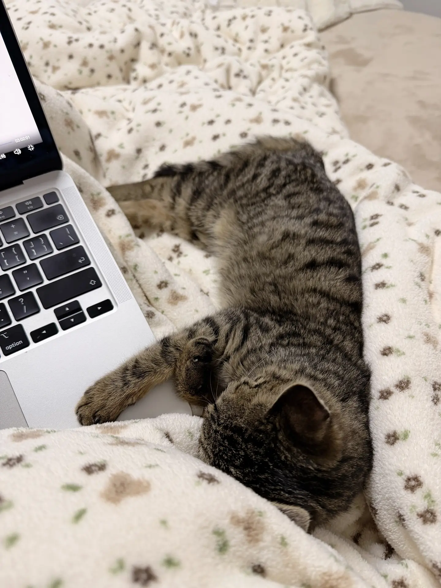 小猫软软的🤤。幸福鼠了