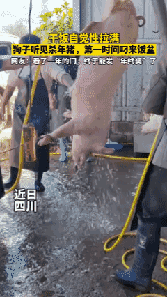 狗：来！自觉性的！先给我来一块尝尝[泪奔]