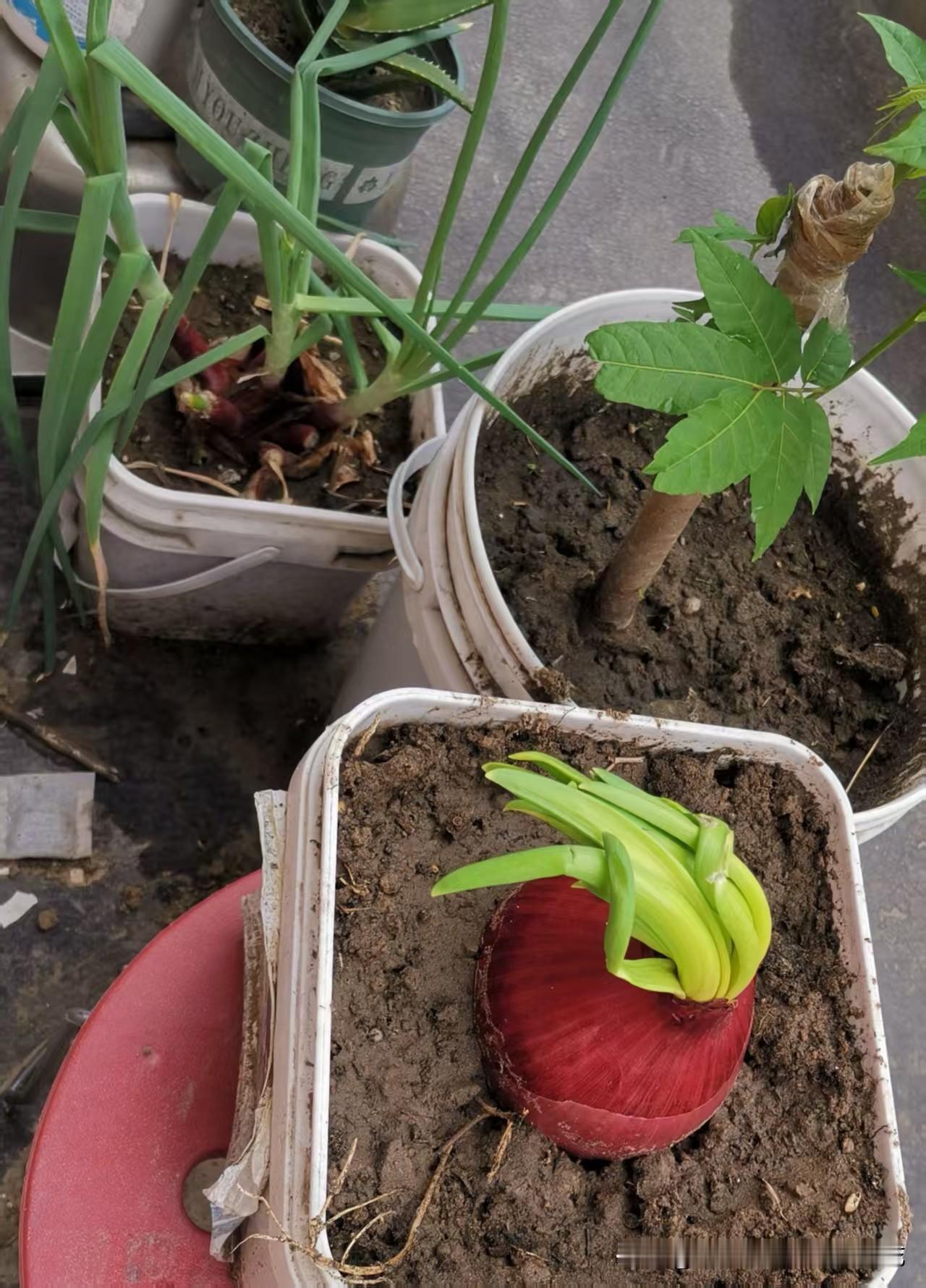友友们，你们家发芽的洋葱和土豆是不是都扔了？
前段时间买的洋葱有两个忘吃了，今天