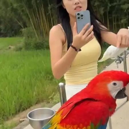 笑不活了！成都女子户外放飞鹦鹉，一句劳资蜀道山直接拿捏全场
 
笑不活了，四川成