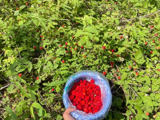 南昌树莓免费摘到爽，打野成功