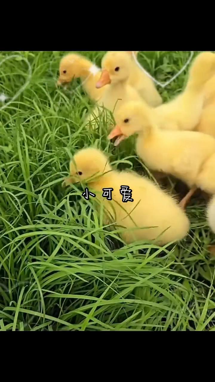小可爱。
