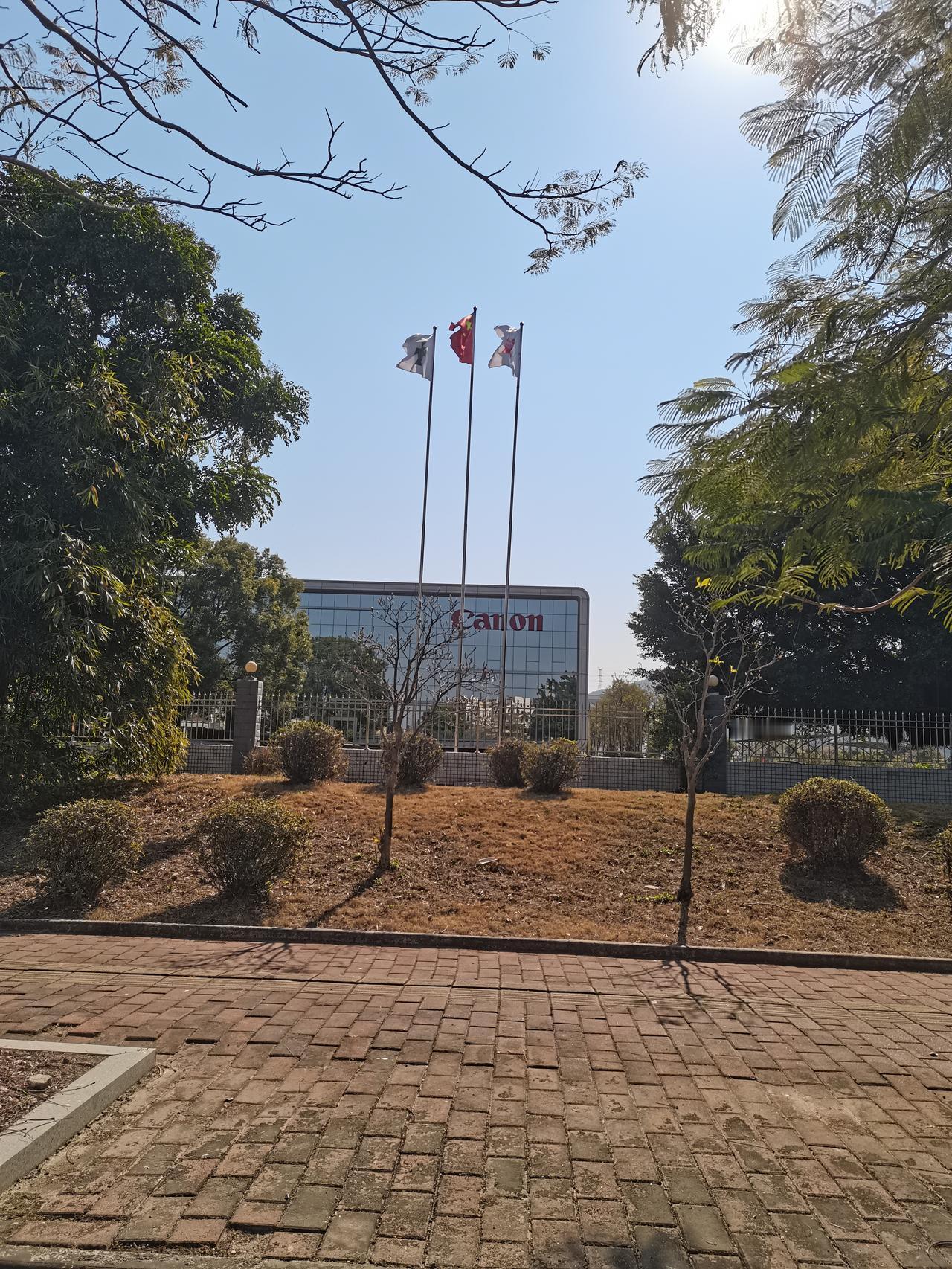 故地重游，羊蹄夹花依旧在盛开，可曾经风光一时的佳能公司却已经不复存在，曾经见证了