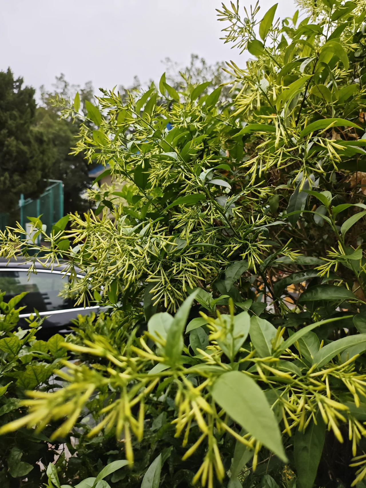 相册里的花花草草.昨天去小区公园遛达，看到夜来香有花蕾了，快开花了，已经有香气了