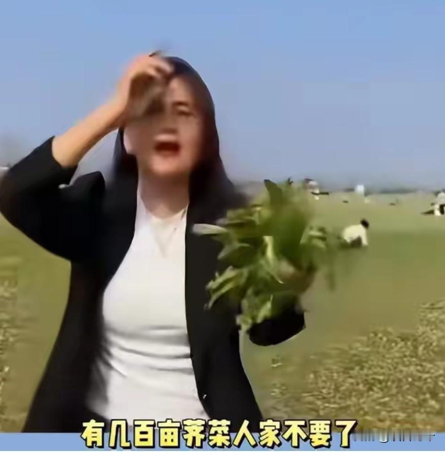 网红“内黄仙姐”一声吆喝“免费荠菜，随便薅”，一夜之间，别人种的两百亩荠菜遭到周