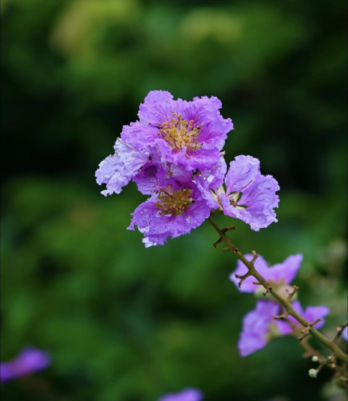 《紫薇花》
炎光烧碧落，墙角紫薇明。
叶小难遮日，花微不引莺。
为期秋色守，何惧