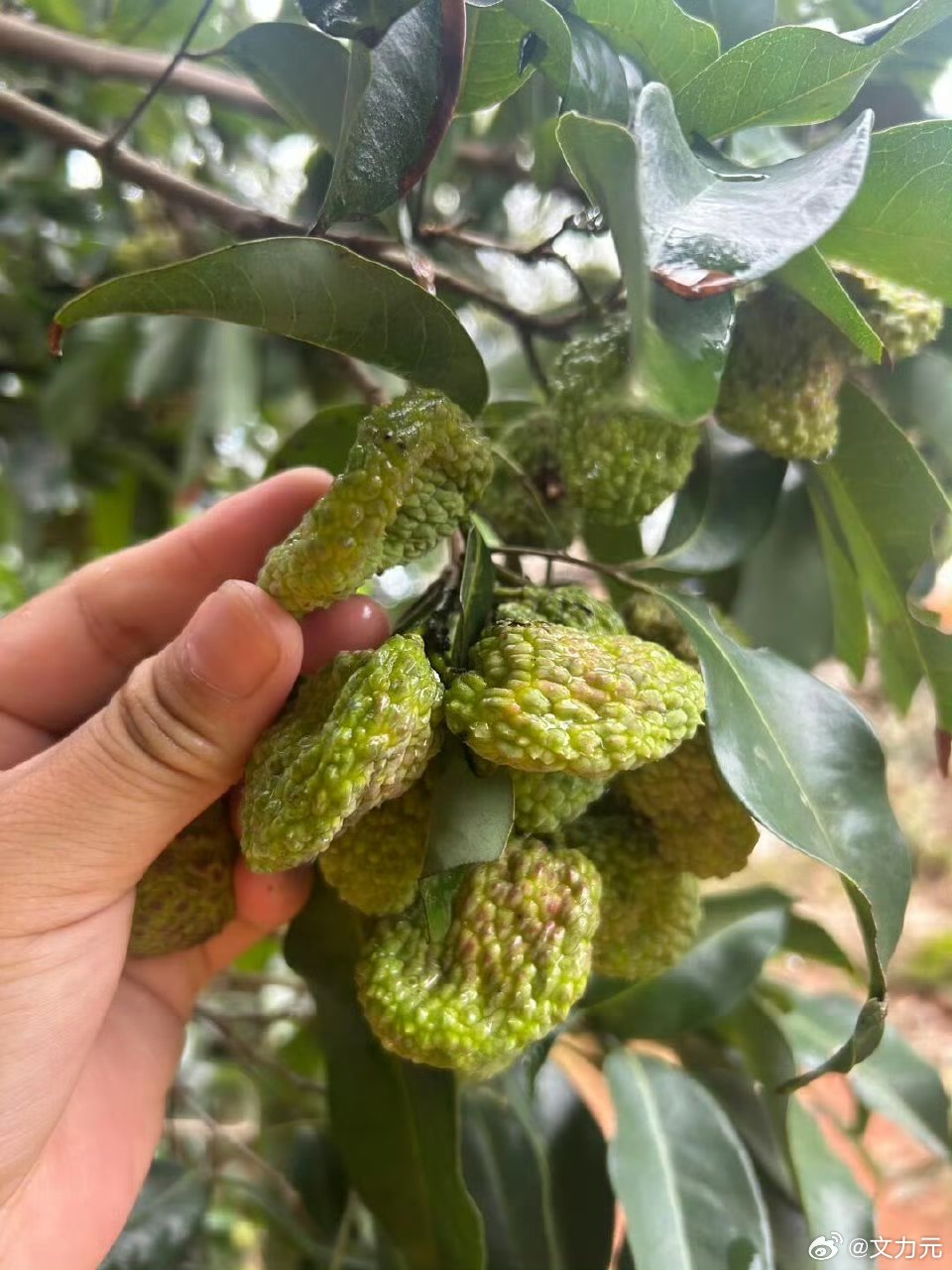 头一次见荔枝压缩包，好家伙，其实我更好奇的是味道怎么样？[允悲] ​​​