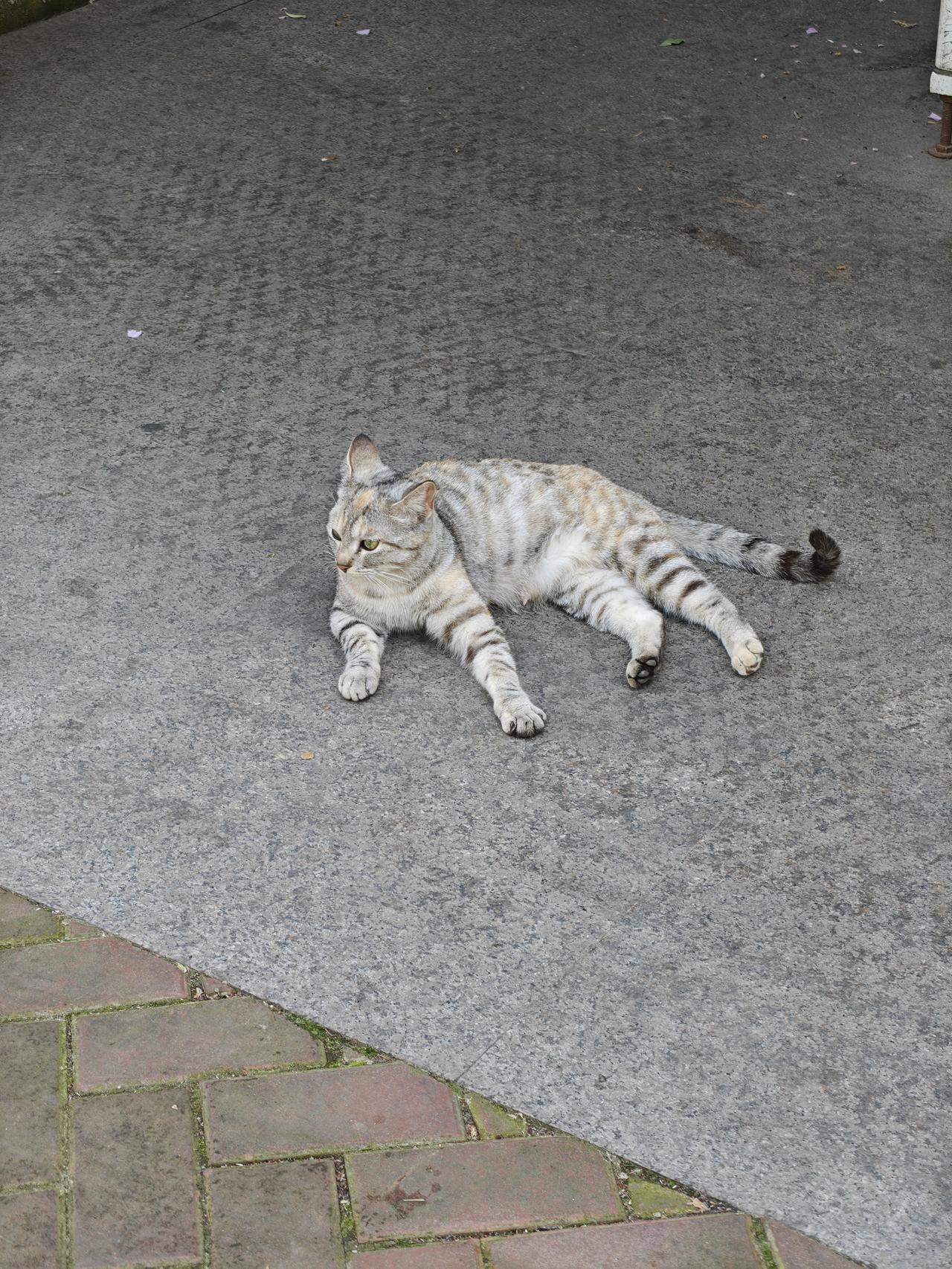 快来看看这是公猫还是母猫？？三花？小吉吉？