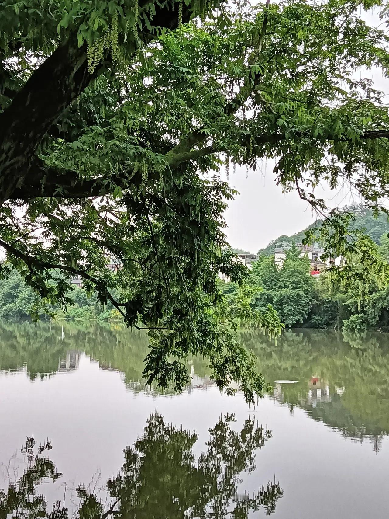 前两天在青山湖，看见一家三口划船。十来岁的男孩举起船桨，朝一只小天鹅拍过去。我忍