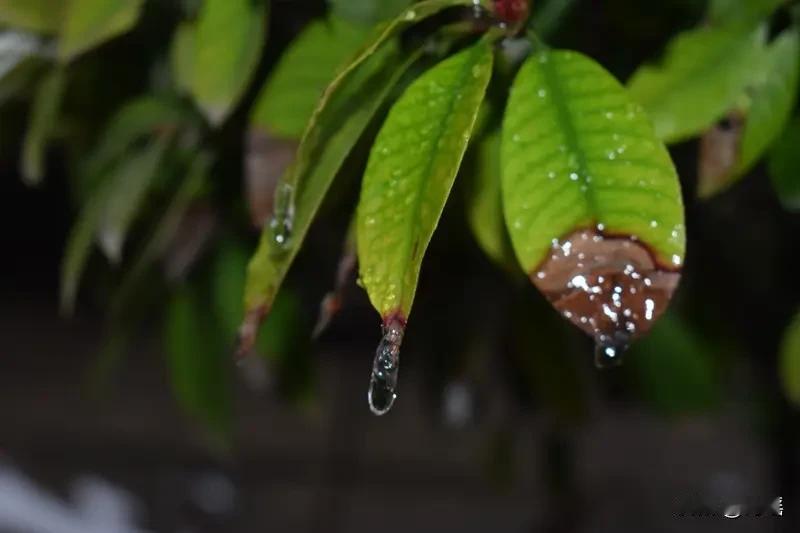 见“淋春夏秋冬雨”上联
韵味十足
春夏秋冬含四季
对工整又有意境
实非易事
瞧头