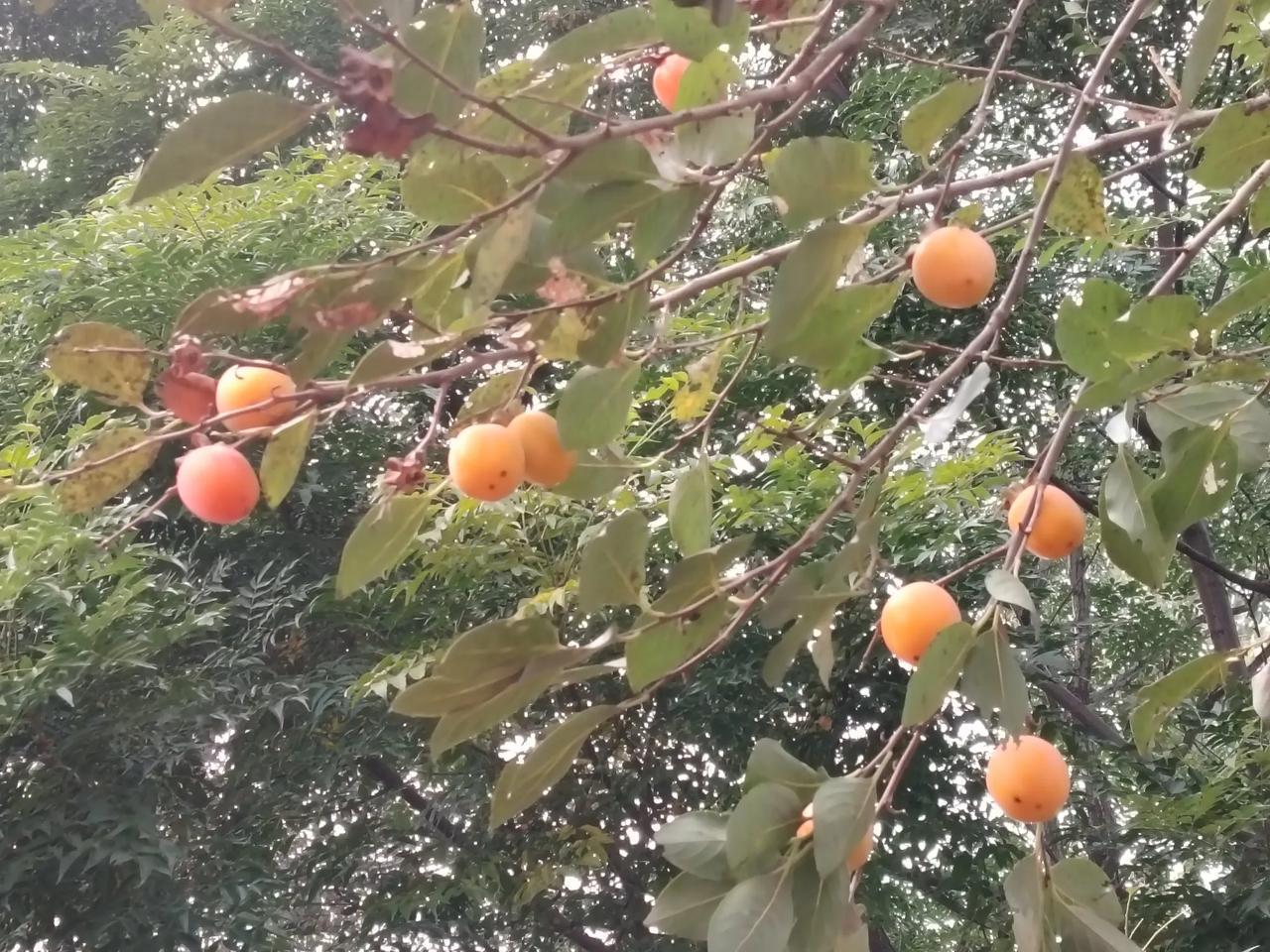 #一句话形容秋日的生活#九月柿子滿枝頭，伸手可摘四五六。