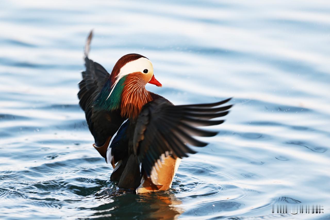 鸳鸯展翅庆初一
（拍摄于颐和园）