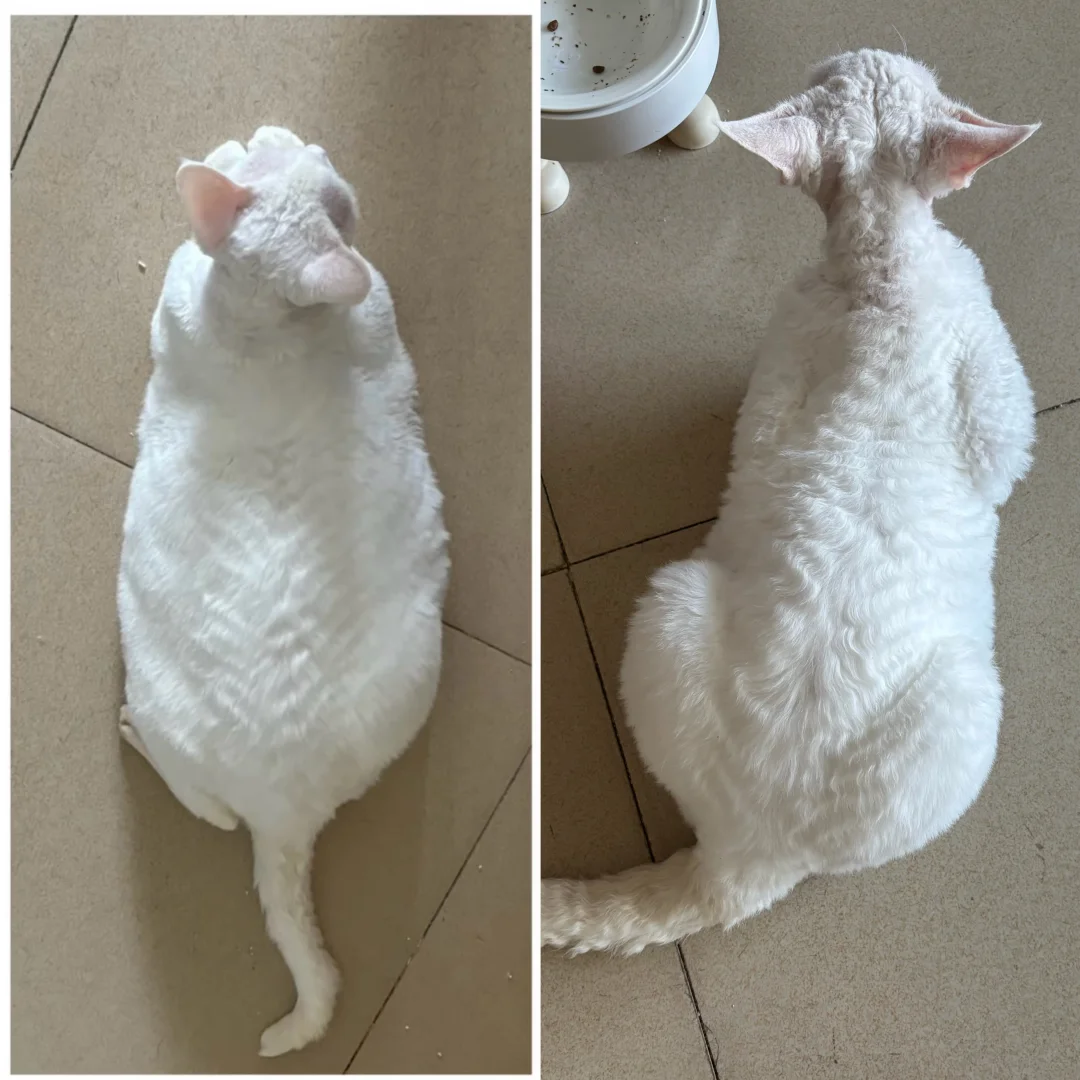 现在停下手里的事‼️祝贺小猫减肥成功🎉