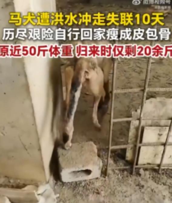 破大防！广西百色，一男子饲养三年的马犬遇上山洪，被暴涨浊浪冲入河道瞬间消失，主人