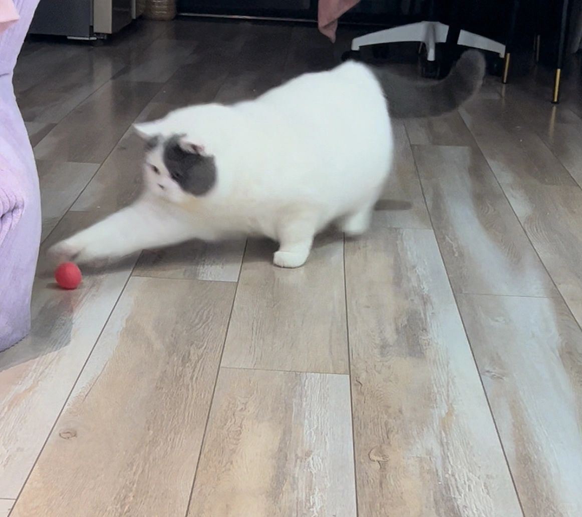 猫猫踢球一踢一个准