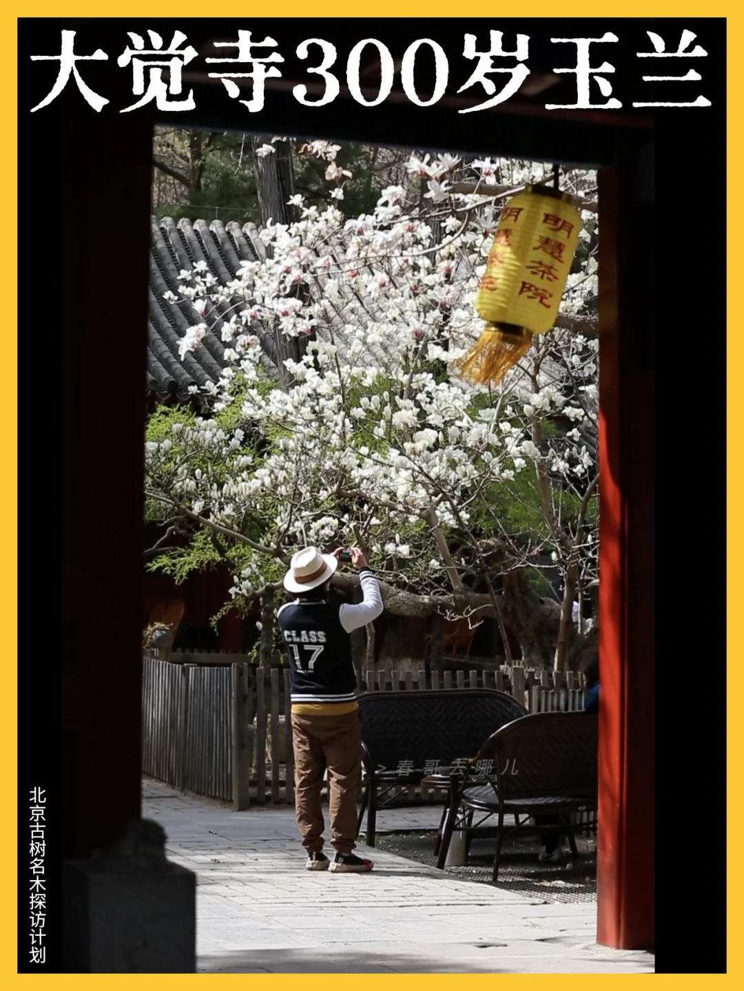 终于拍到有“玉雪香脂”美称的大觉寺古玉兰