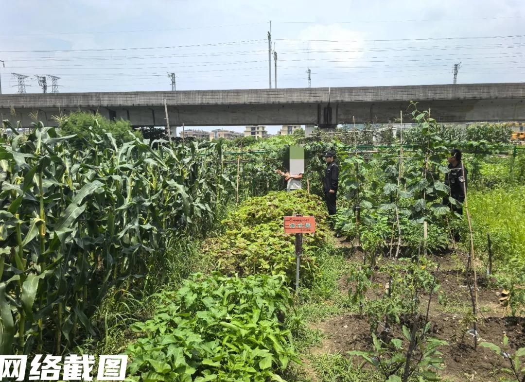 浙江黄岩某小学的一群小学生，在自己学校一侧的劳动基地上种植了一百五十株玉米，可现