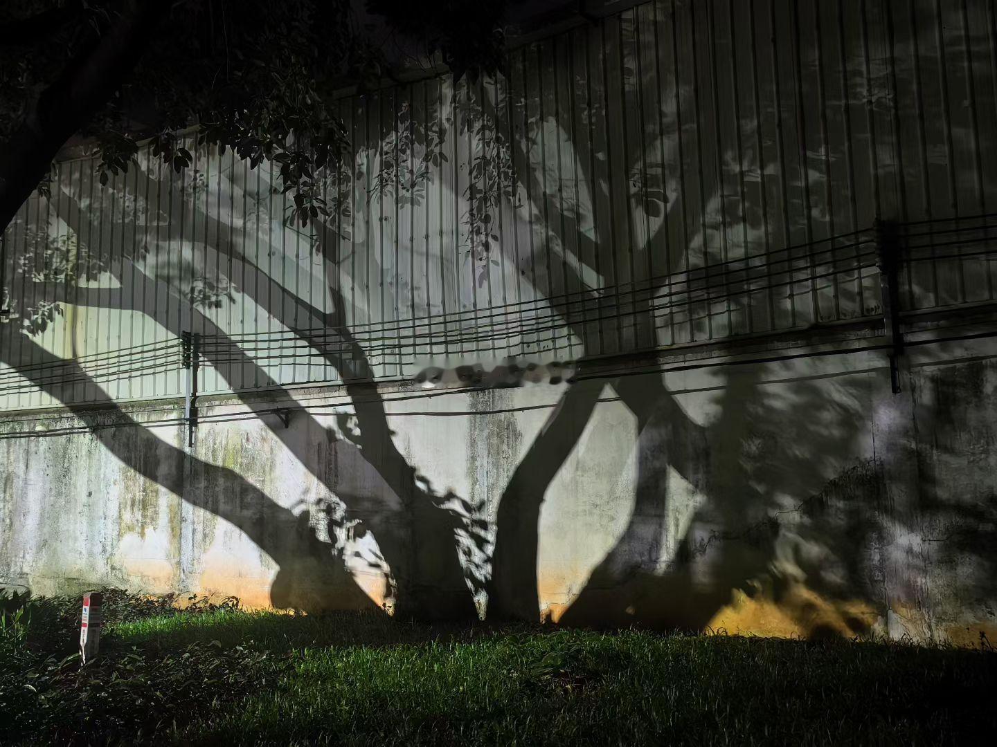 大晚上出来散步，这树影…真是自己吓自己…有没有喜欢晚上出来溜达的家人？