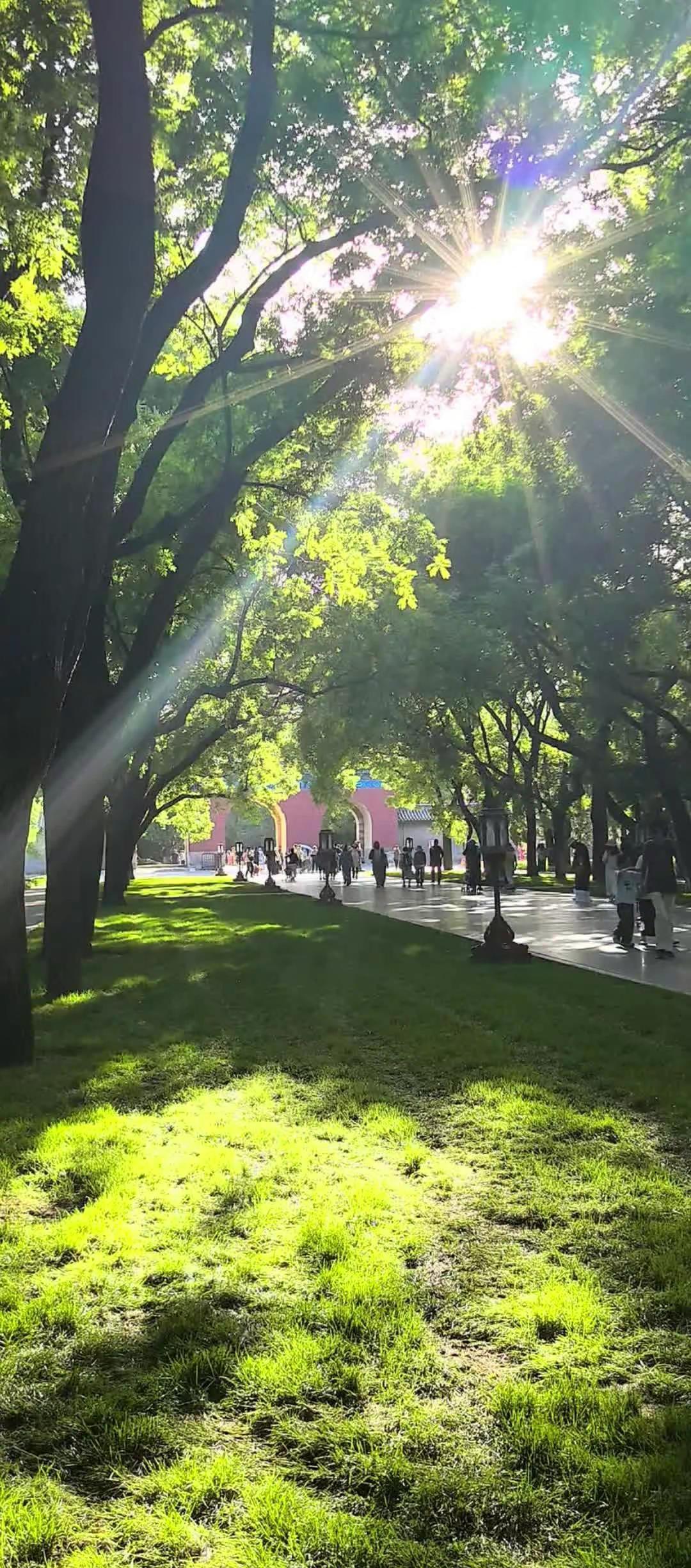 清晨的天坛，阳光把夏天揉成了温柔的模样 在北京，终于找到了夏天最舒服的角落清晨的