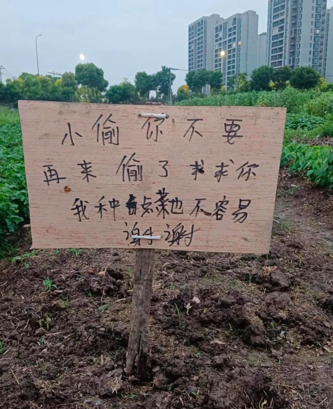 这明显是针对大白天偷菜的，可以看出现在偷菜的有多猖狂。话说这样也没用，小偷如果要