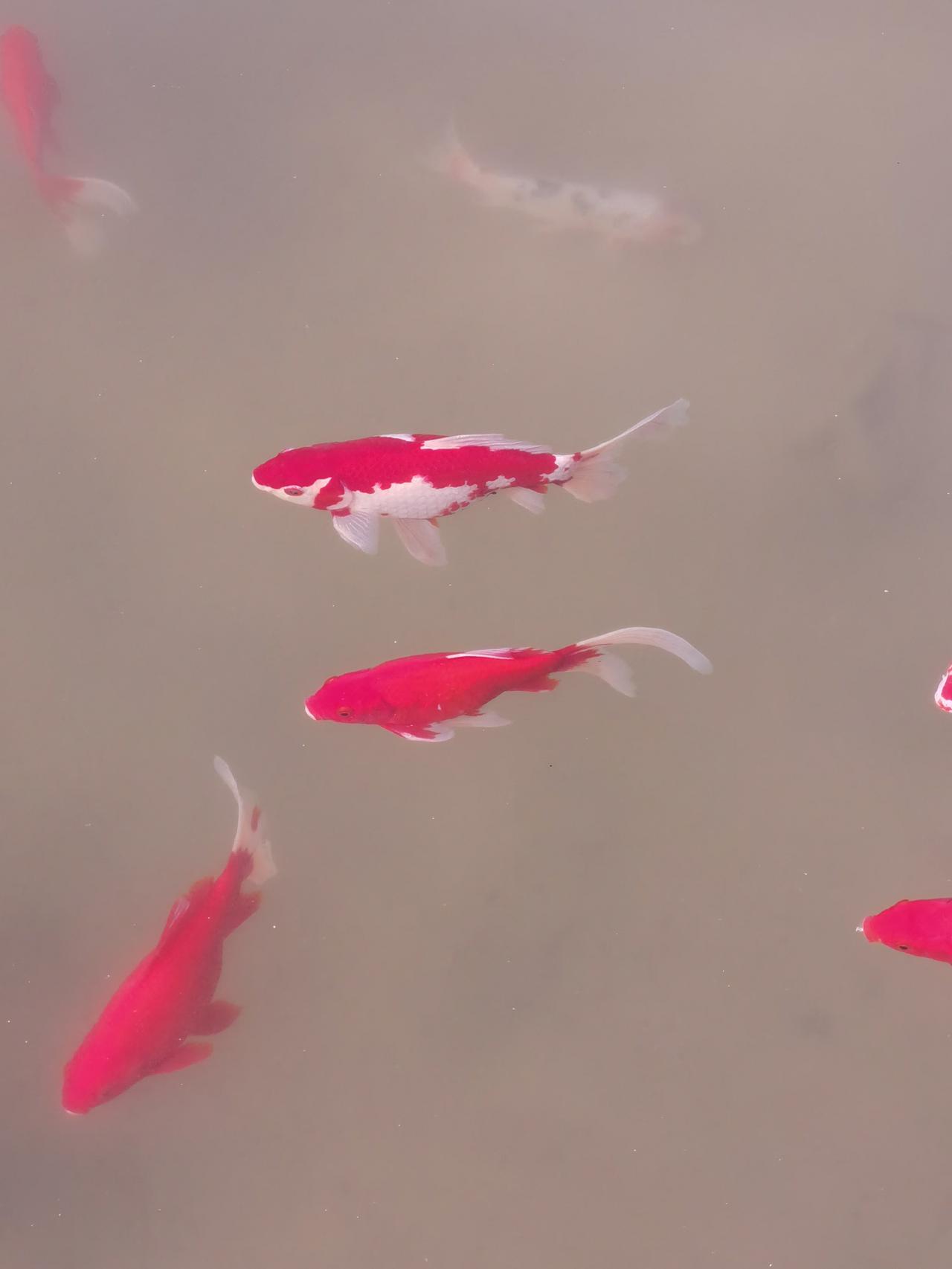 交易不要患上红眼病
总结自己上一年的交易，亏钱全是因为得了红眼病，无脑所致。分析