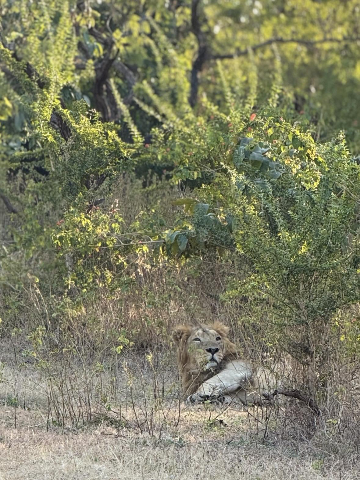 刚睡醒的雄狮。好想躺它怀里😻