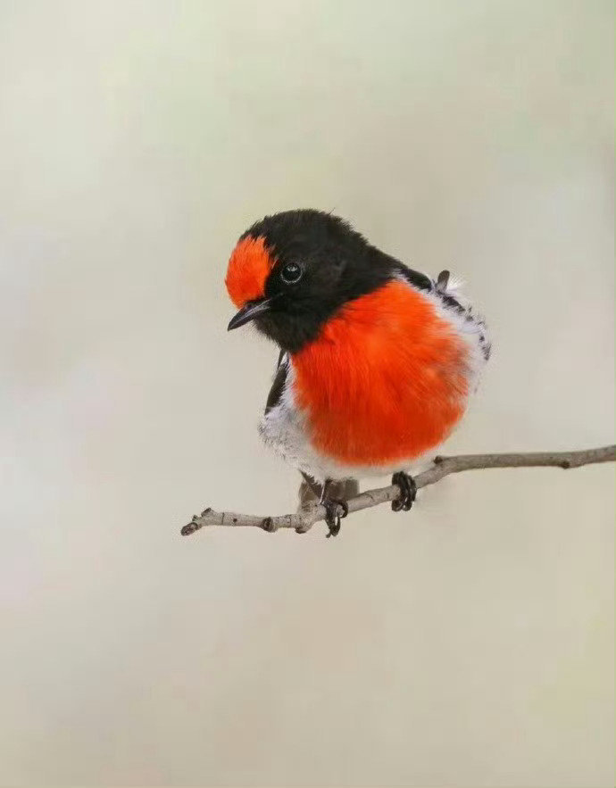 转 · 红运当头 