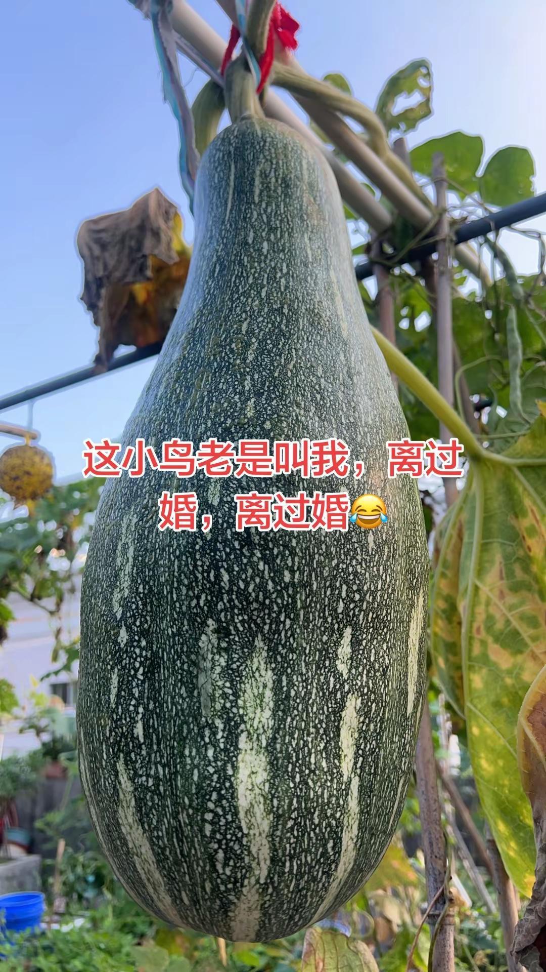 自家种植 南瓜