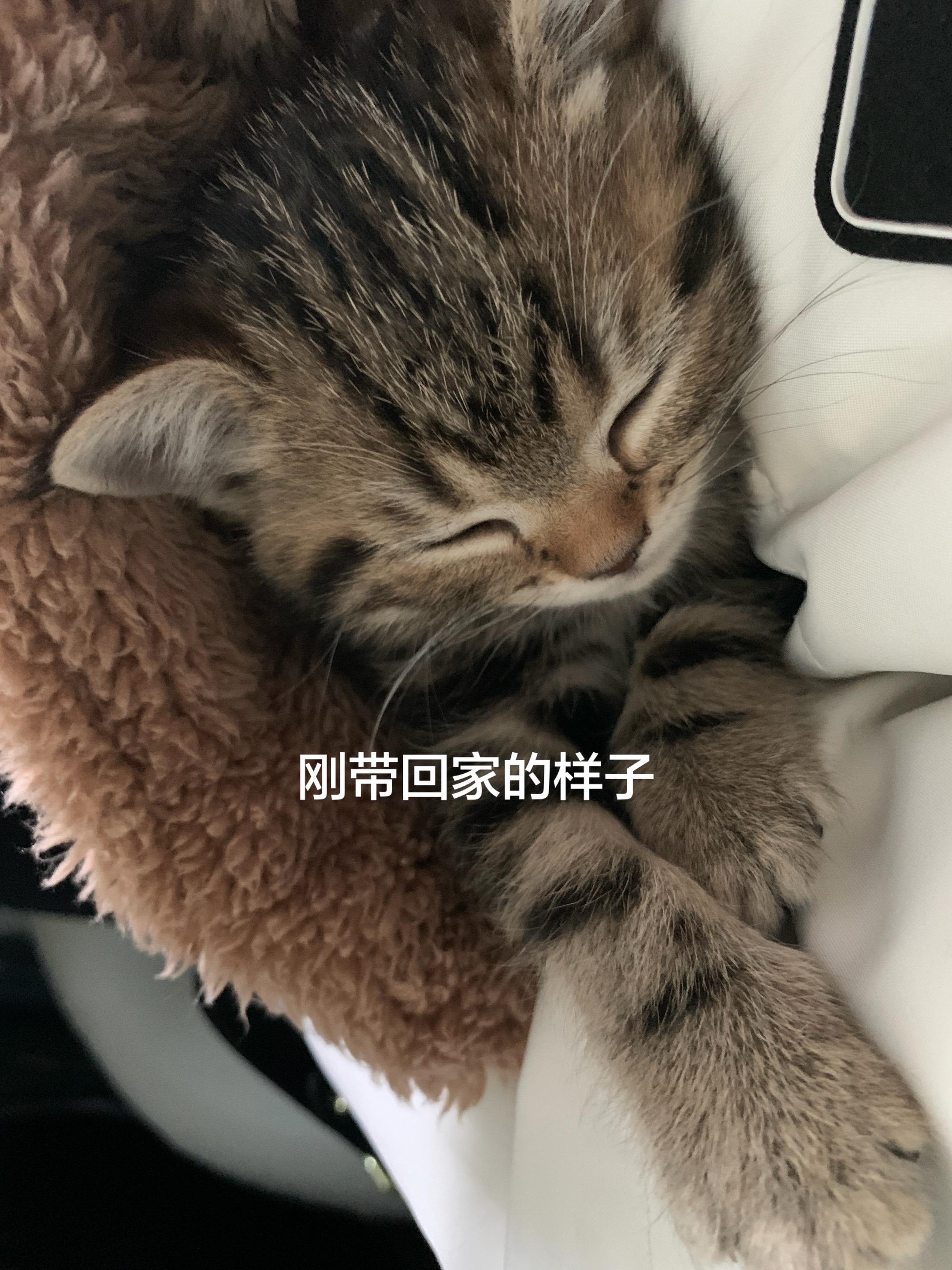 刚回来一小点到现在的一车猫！ 治愈了我无数个瞬间！