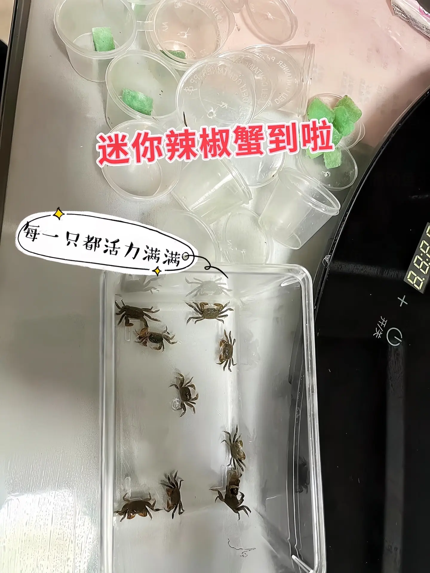 为你的鱼缸开启生态新平衡！迷你辣椒蟹不仅能吃掉食物残渣，减少水质污染...