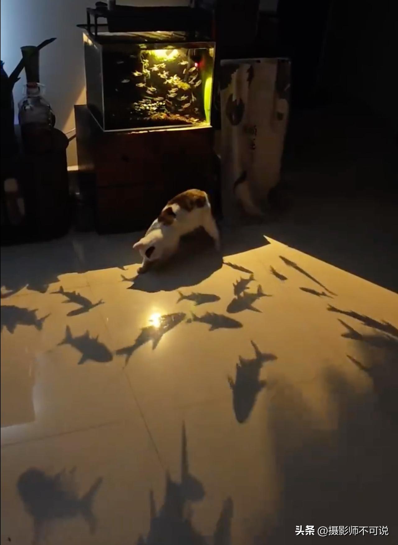 为了糊弄猫主人也是煞费苦心，关键还被主人给装到了，像不像你家公司老板给你画的大饼