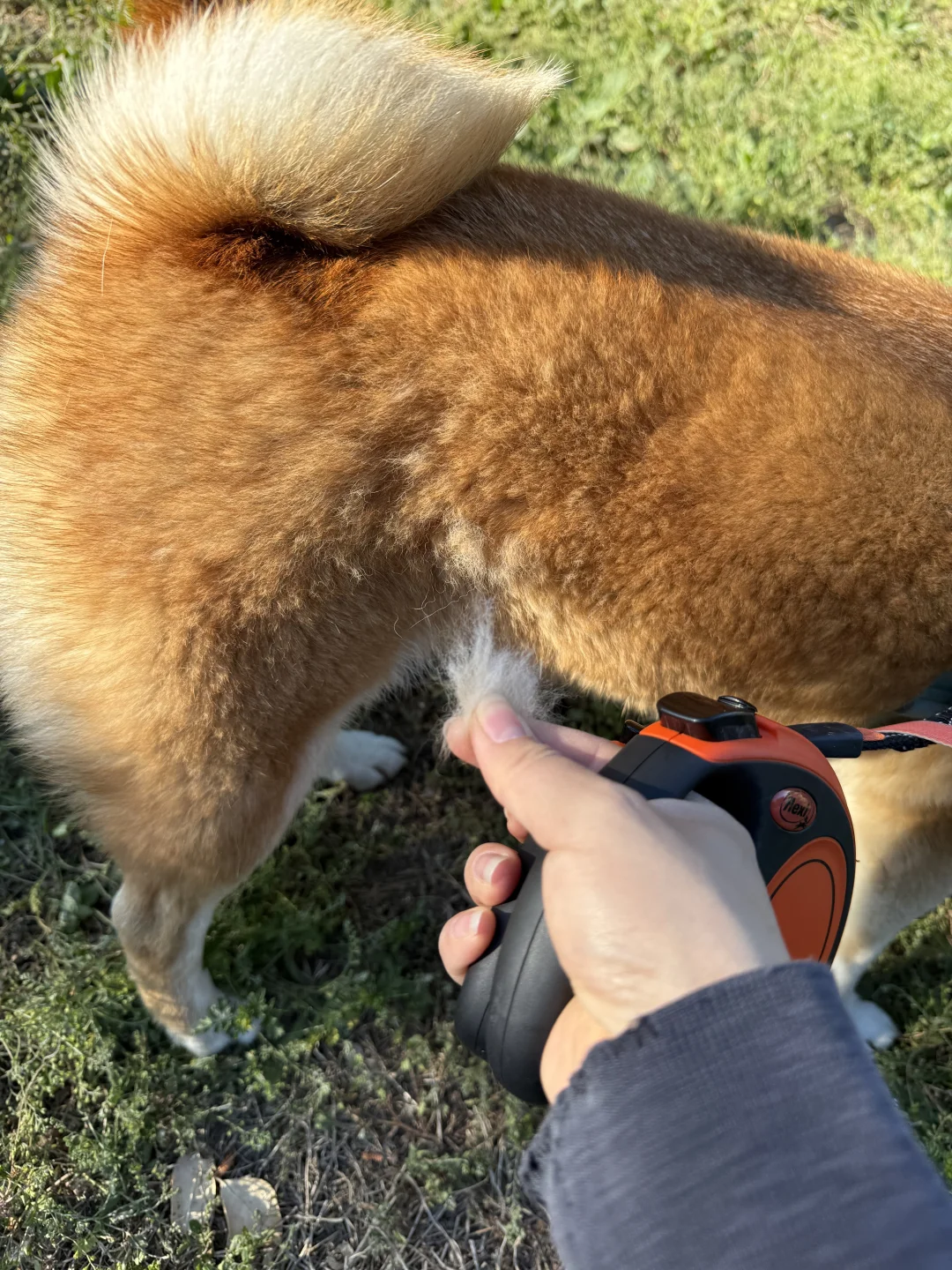 迪士尼掉毛公主