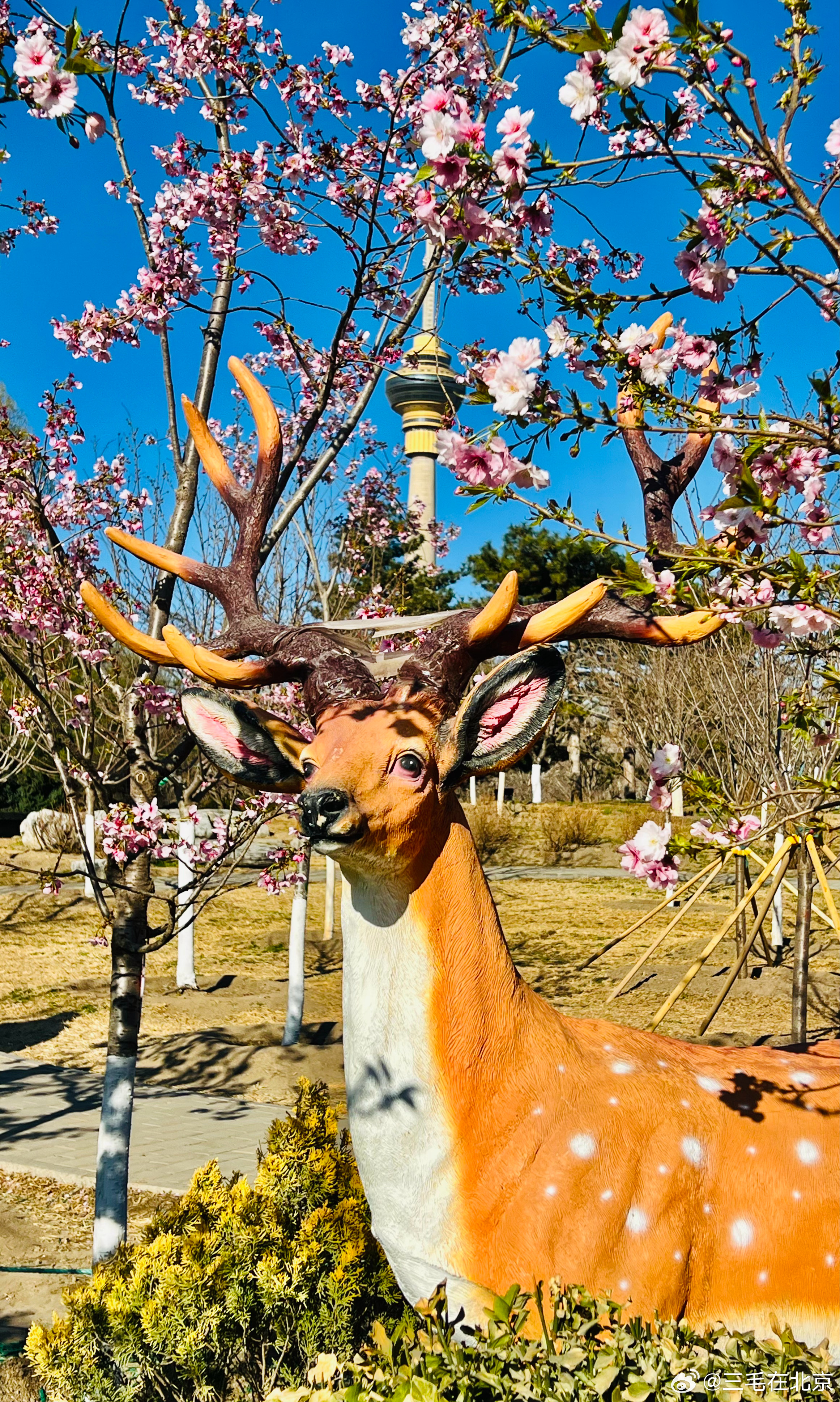 玉渊潭公园 樱花开摄影
