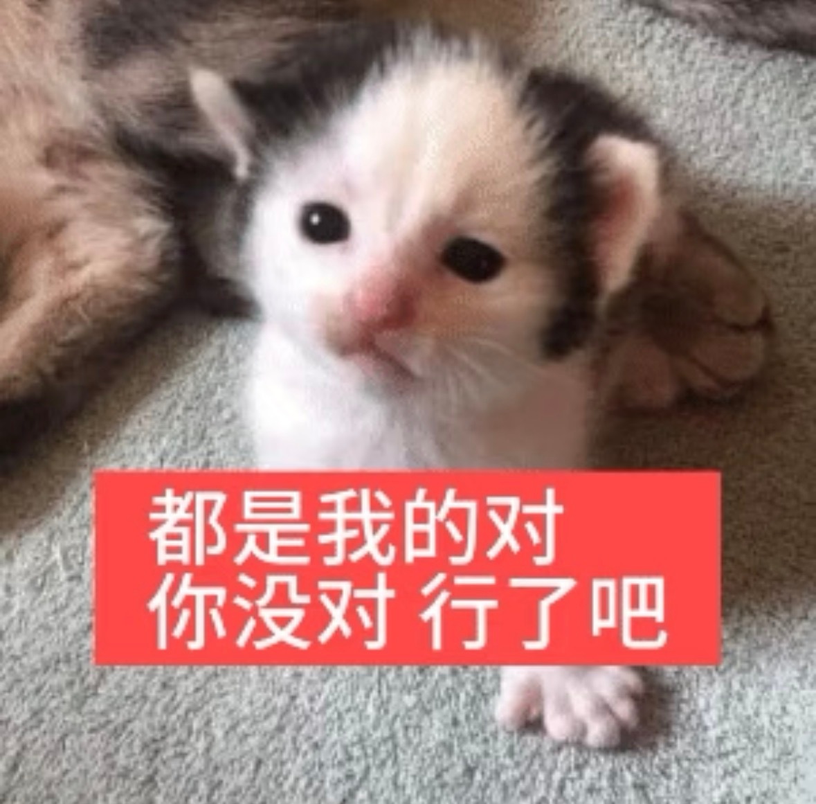 宝宝不就是用来溺爱的 我只是溺爱了我宝宝我有什么错 