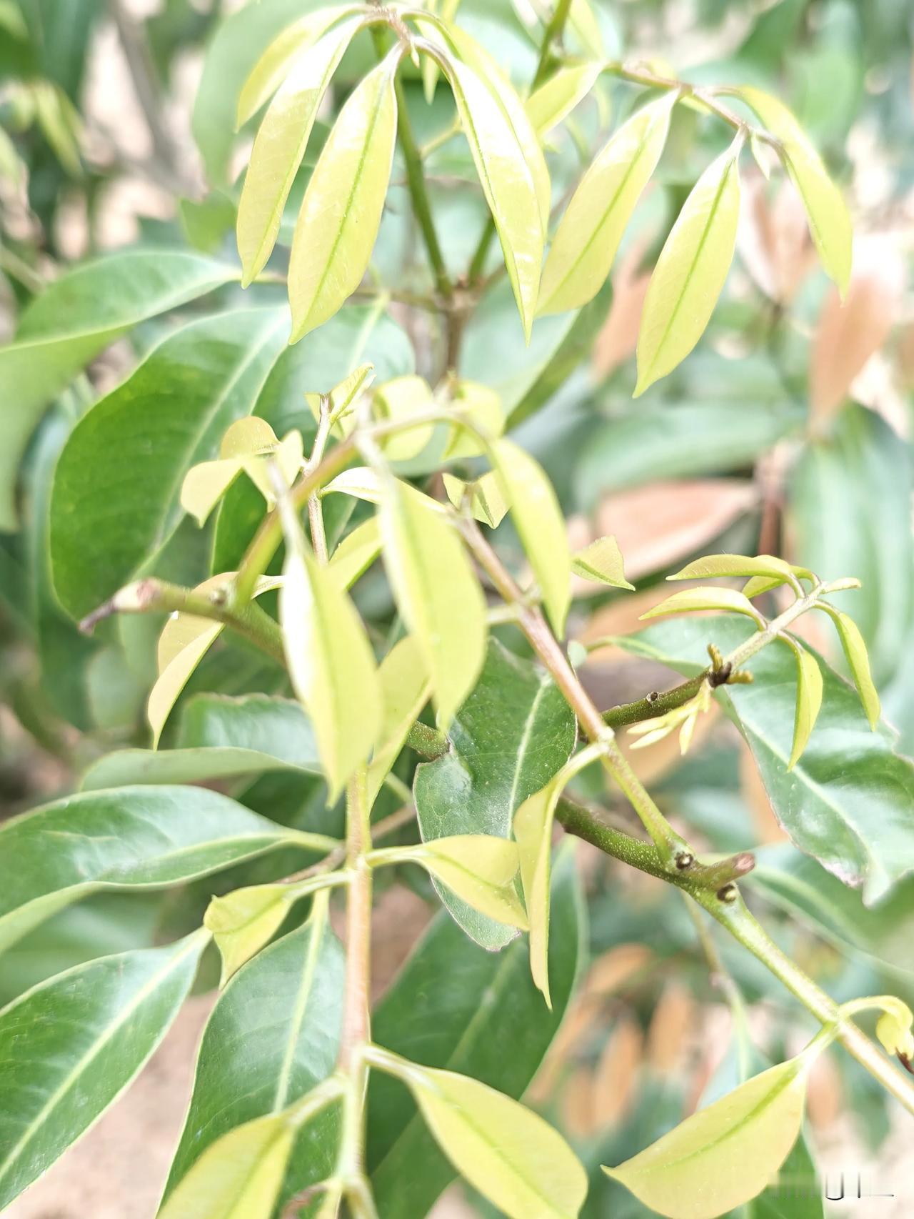 春梢掐尖，静待荔花
 
十天前亲手掐去那簇嫩梢，
今天再看，枝丫根已鼓出点点白芽