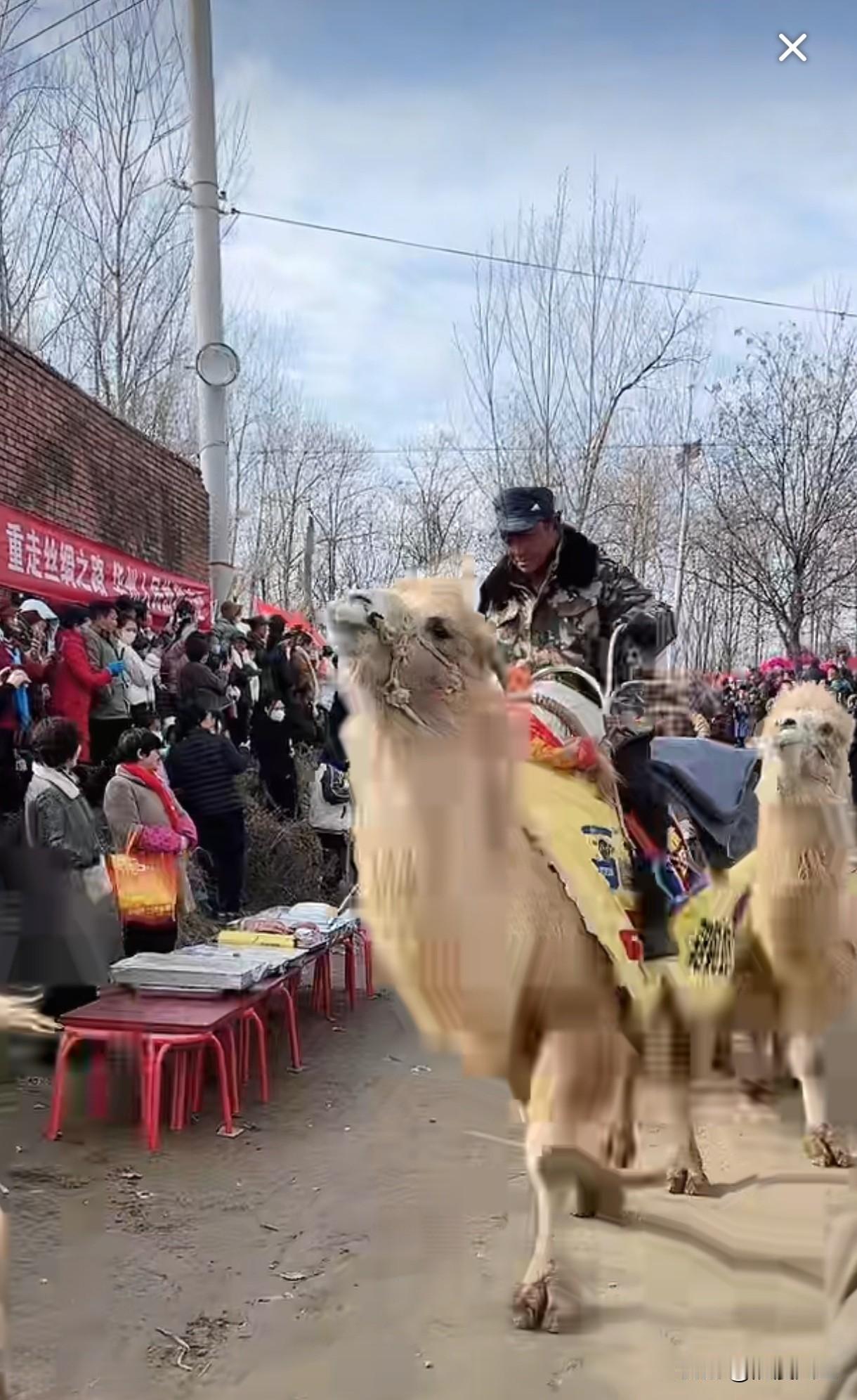 东天山骆驼队33峰骆驼，3匹马，3只狗，5辆车补给，26位工作人员从走丝绸之路，