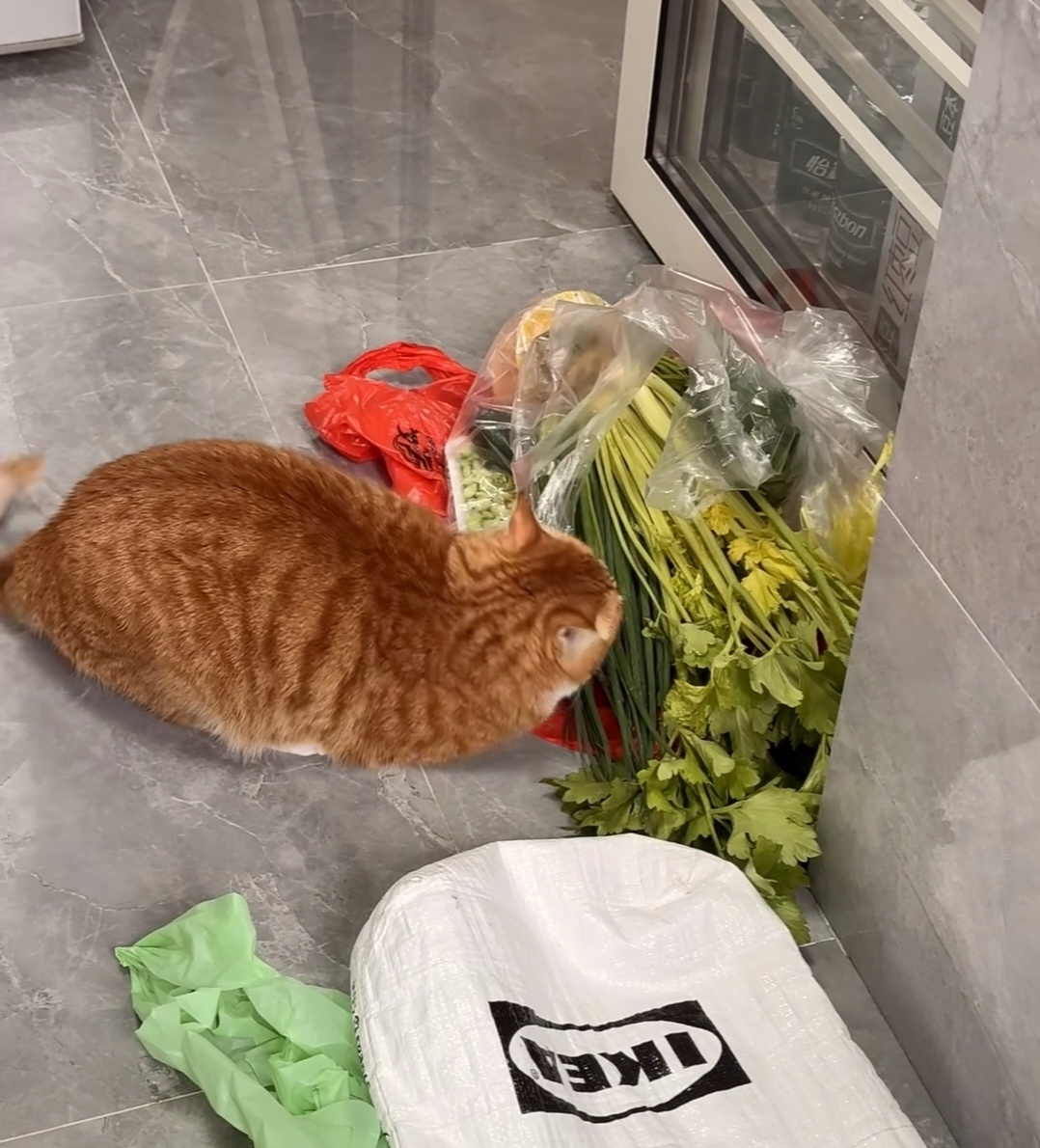 猫猫超级喜欢闻芹菜，相当痴迷啊 