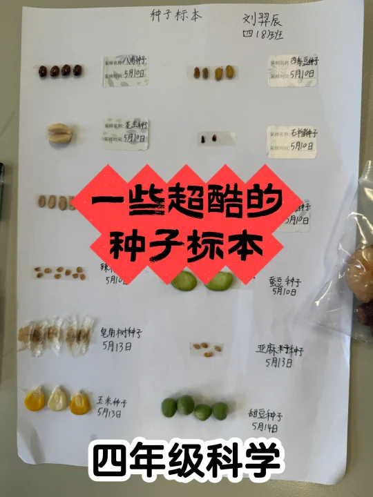 好吃好玩，还能从【果实】过渡到《种子的传播》！