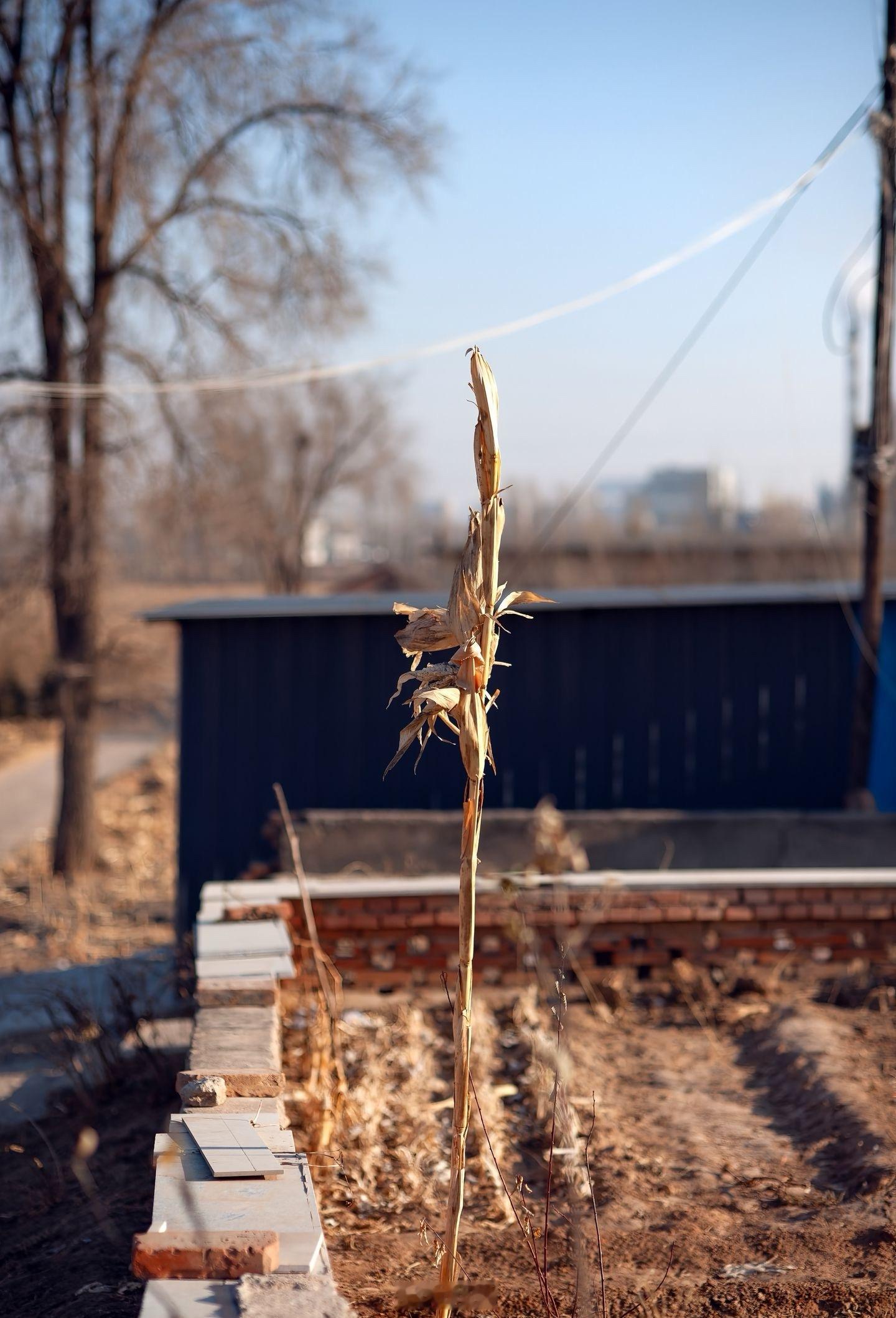 乡村冬日里藏着的那些岁月静好。小菌