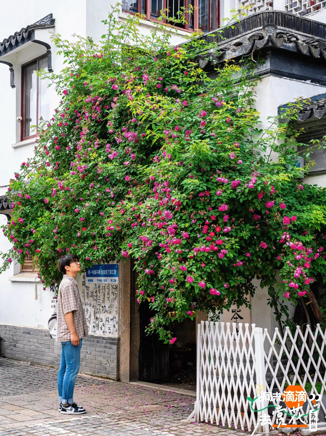 周末滴滴去赏花｜苏州平江路蔷薇花打卡路线